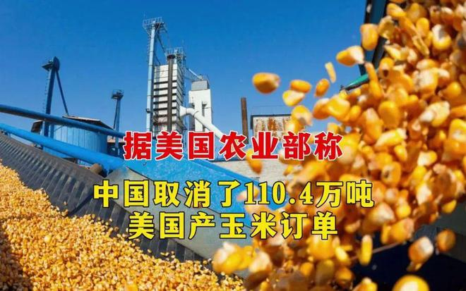 中國取消110.4萬噸美國玉米進口訂單！玉米供需格局正在發(fā)生巨變(圖文)